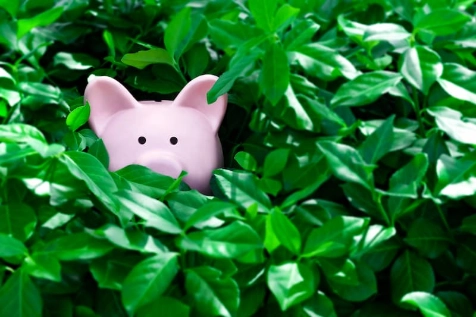 Tirelire cochon cachée dans un buisson