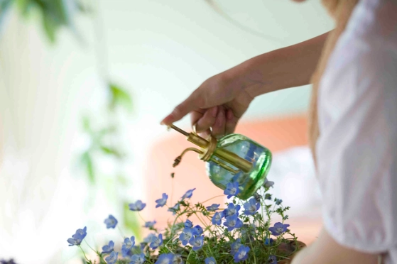 femme arrosant des fleurs en pot